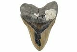 Bargain, Fossil Megalodon Tooth - North Carolina #270753-1